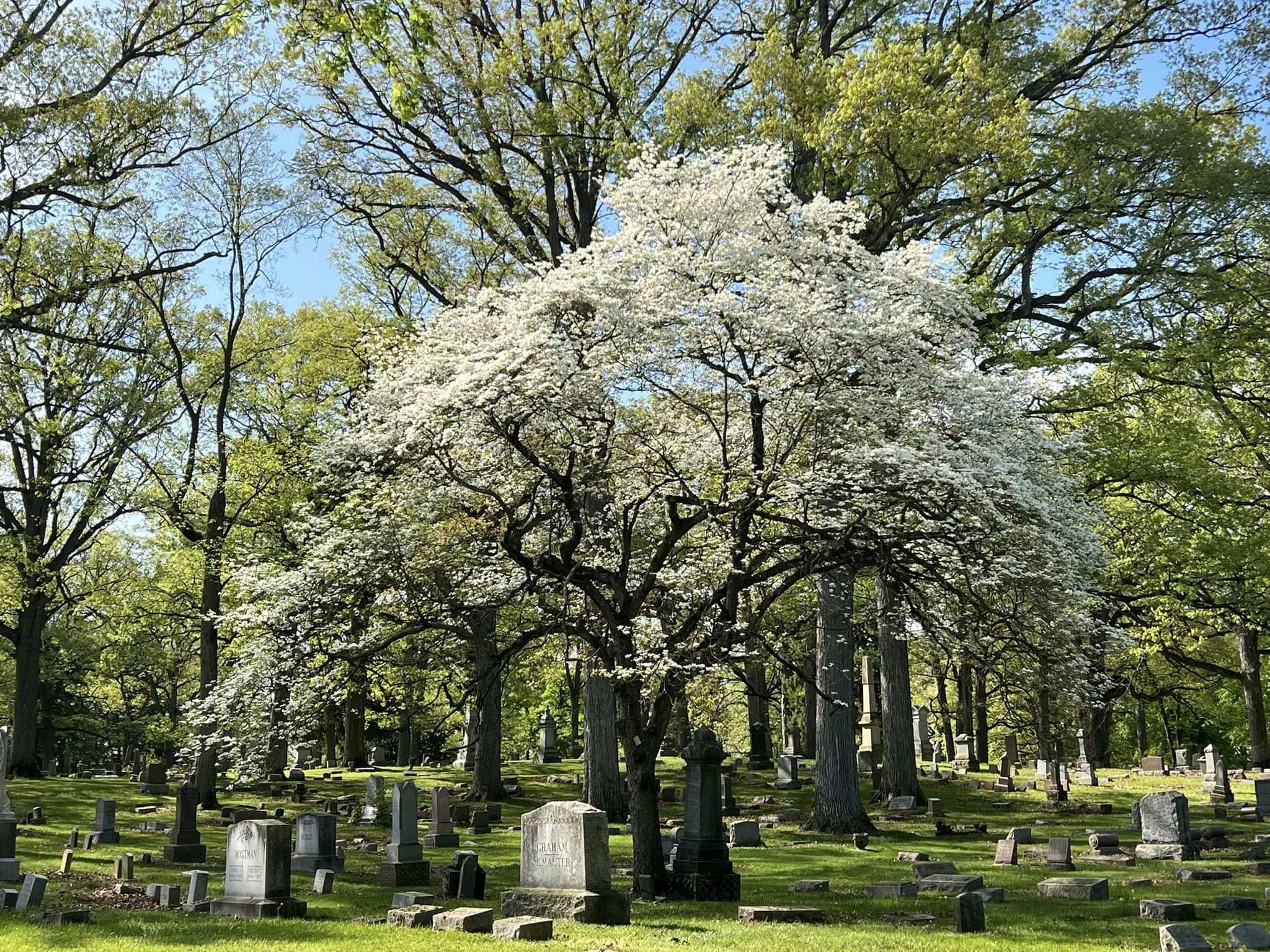 Blooming dogwood in Lindenwood Cemetery