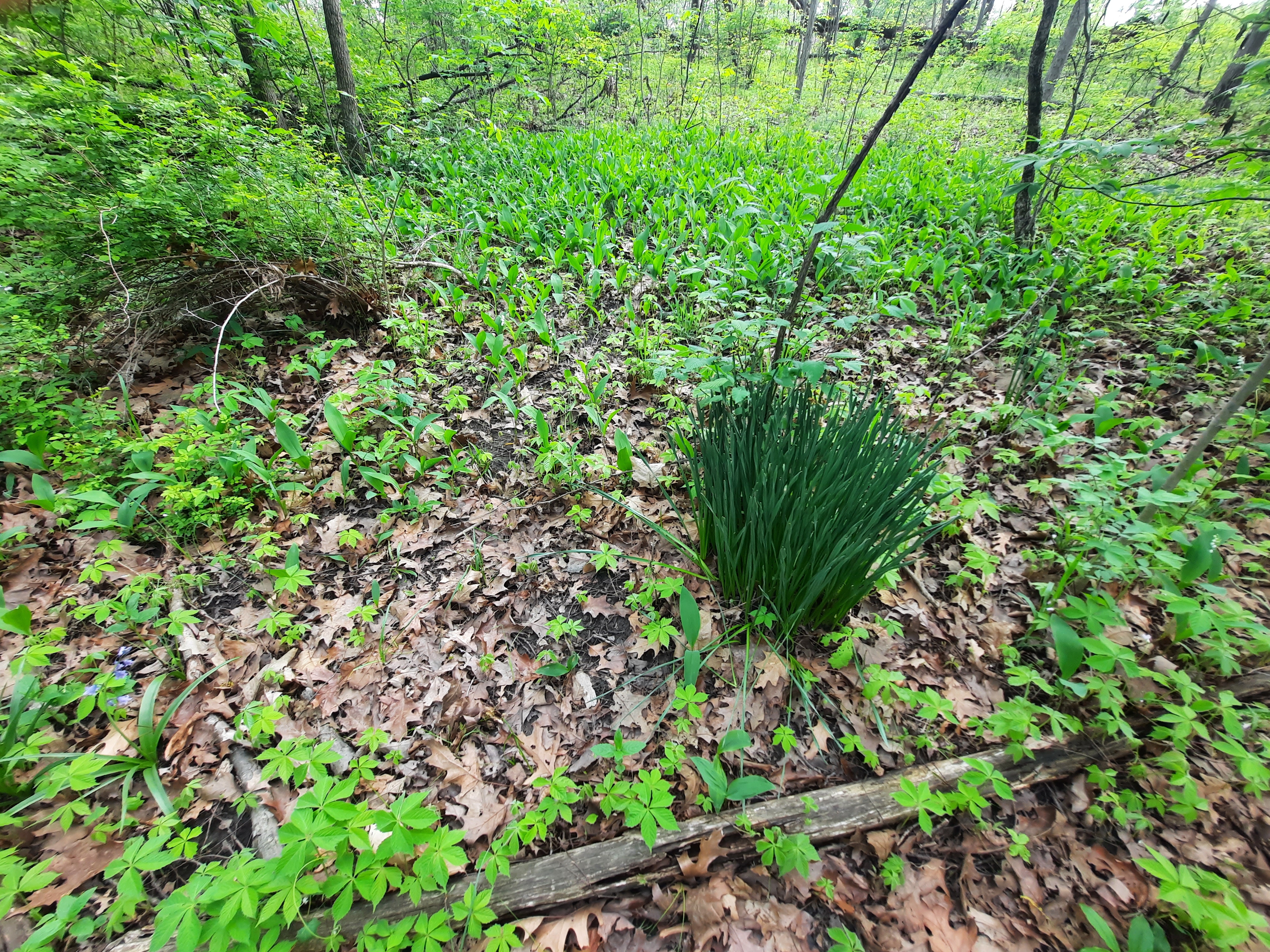 clump of daffodils in Lindenwood Nature Preserve
