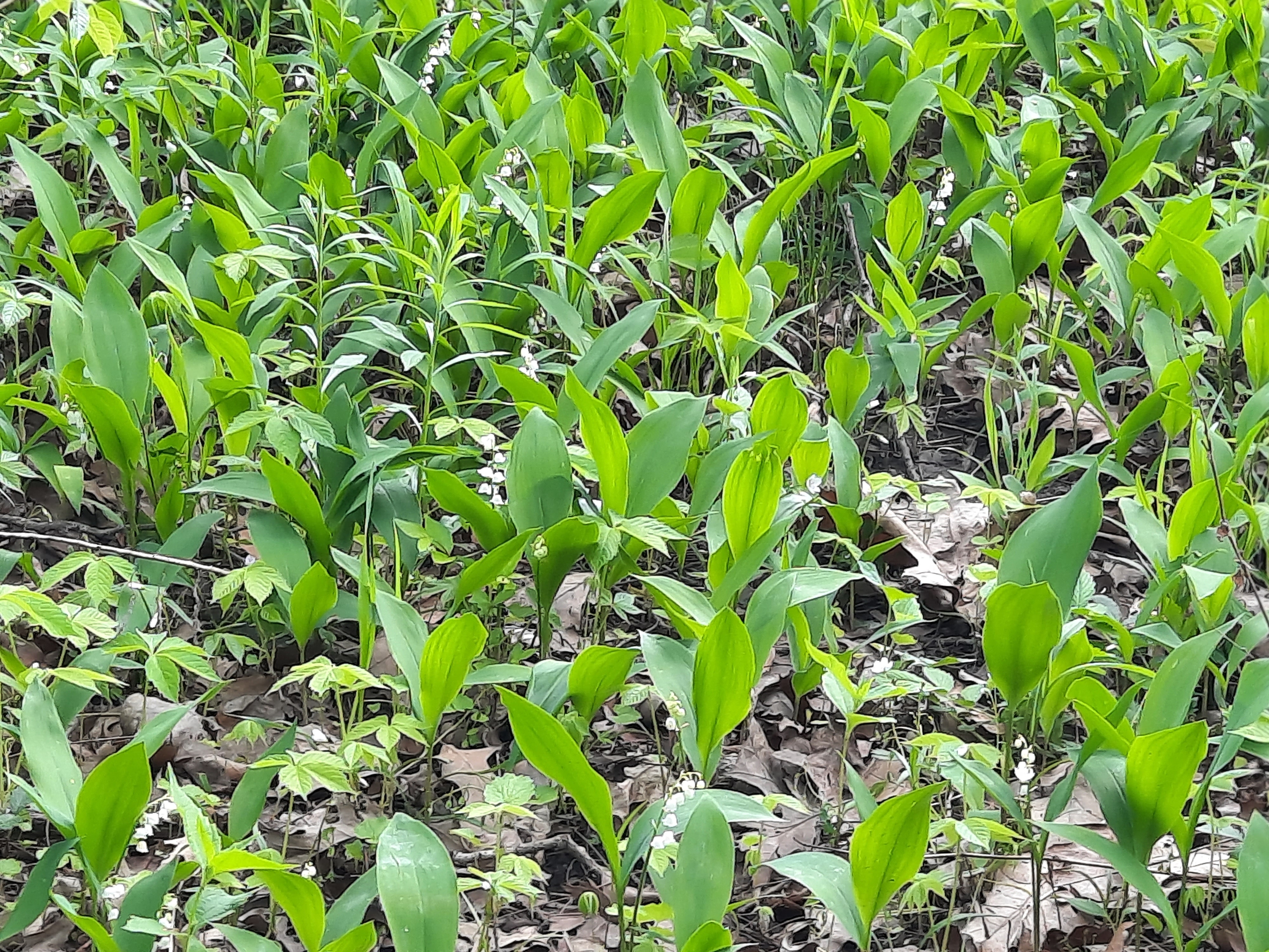 clump of daffodils in Lindenwood Nature Preserve