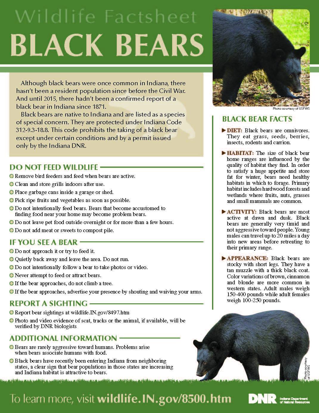 Black bear factsheet