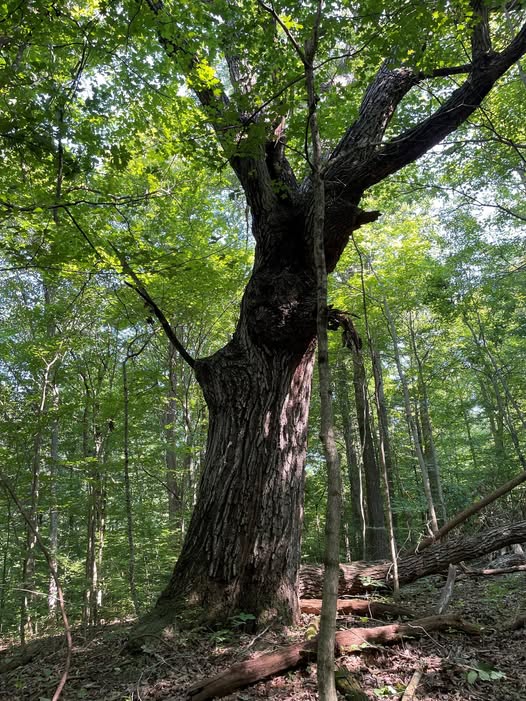 2024 Wolf Tree  INDNR
