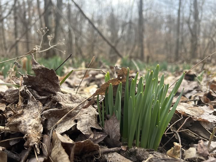 2025 INDNR daffodils in a woodland