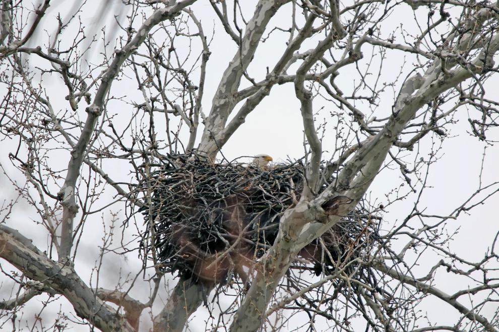 Eagle's nest on Lake Avenue