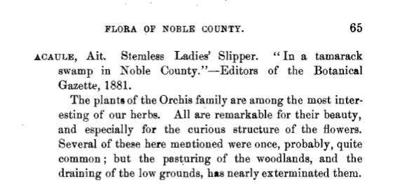 Pink Lady Slipper Orchids